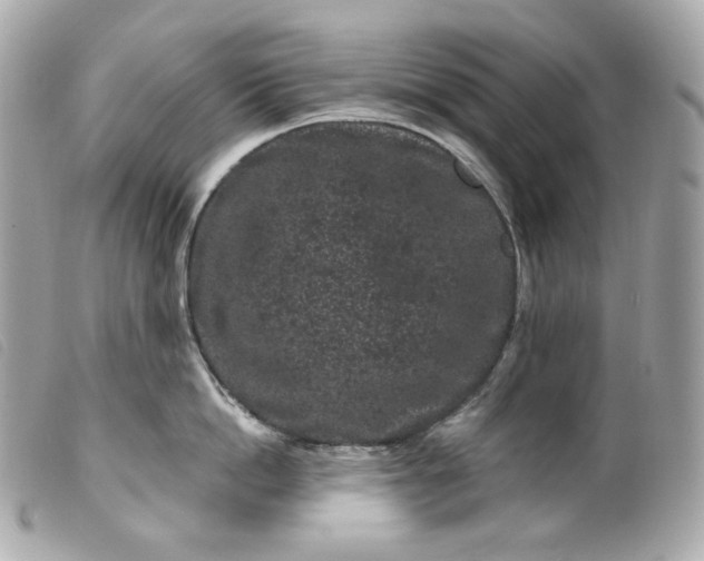 X0000099560862200805301540