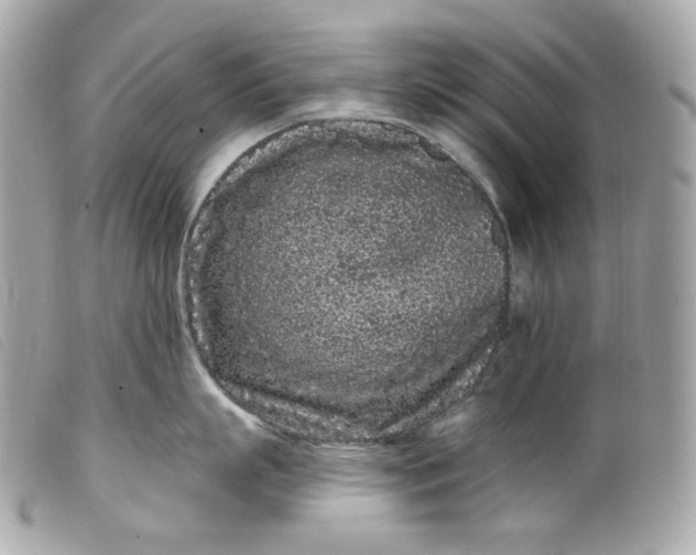 X0000099560863200805301540