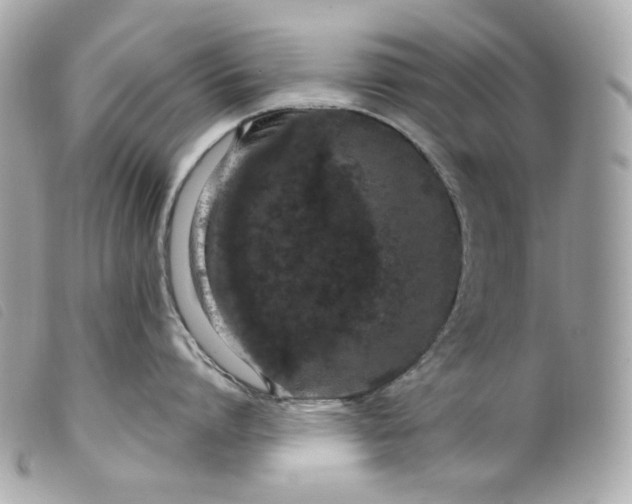 X0000099560864200805301540