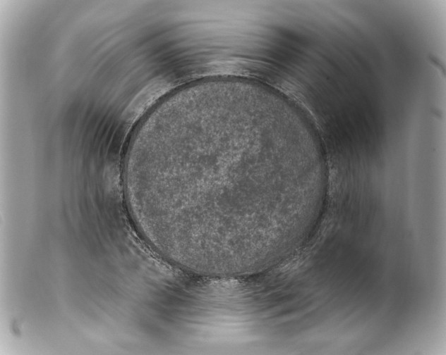 X0000099560882200805301539