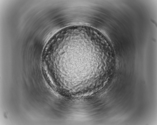 X0000099560895200805301539