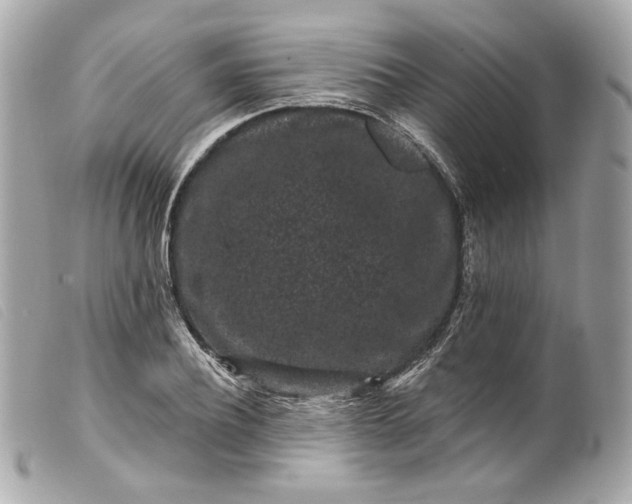 X0000099560932200805301538