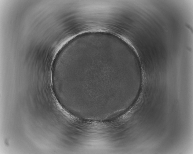 X0000099560935200805301538