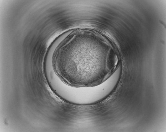 X0000099560944200805301538