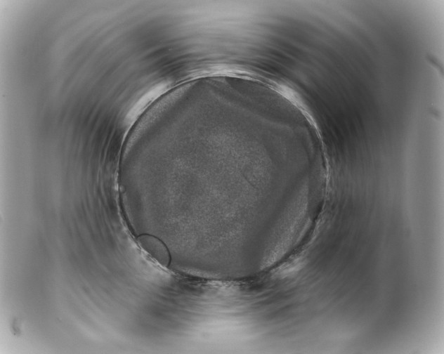 X0000099560954200805301539