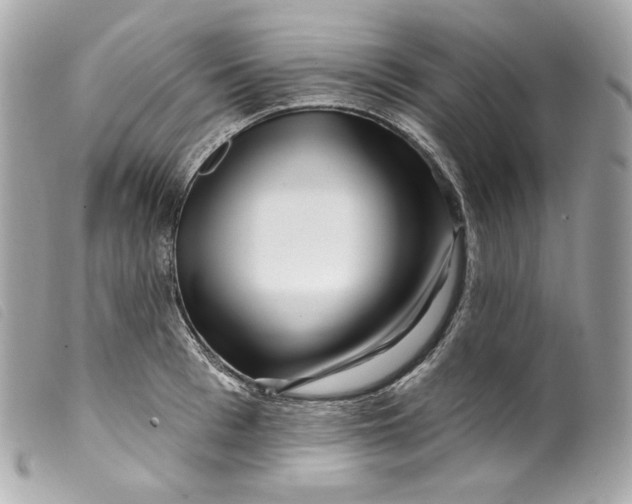 X0000099560993200805301538