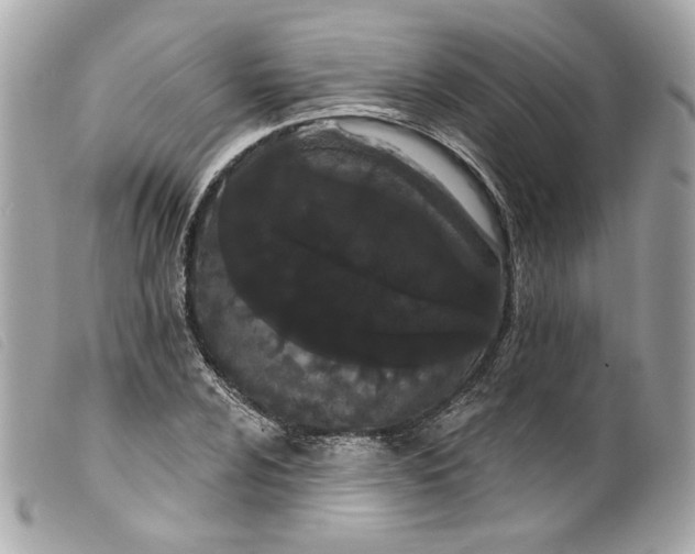 X0000099561024200805301537