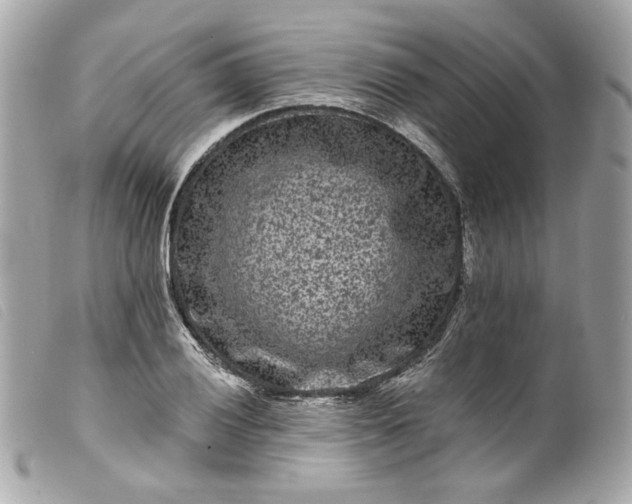 X0000099561028200805301537