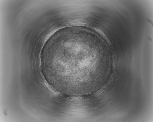 X0000099561031200805301537