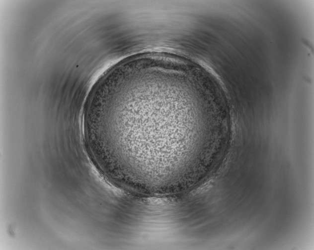 X0000099561032200805301537