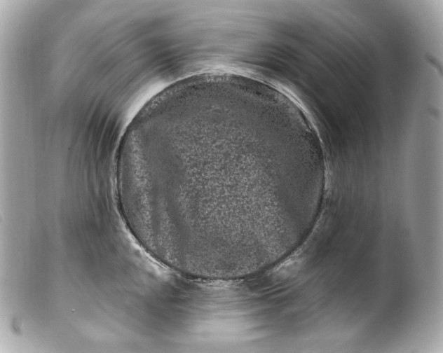 X0000099561048200805301537