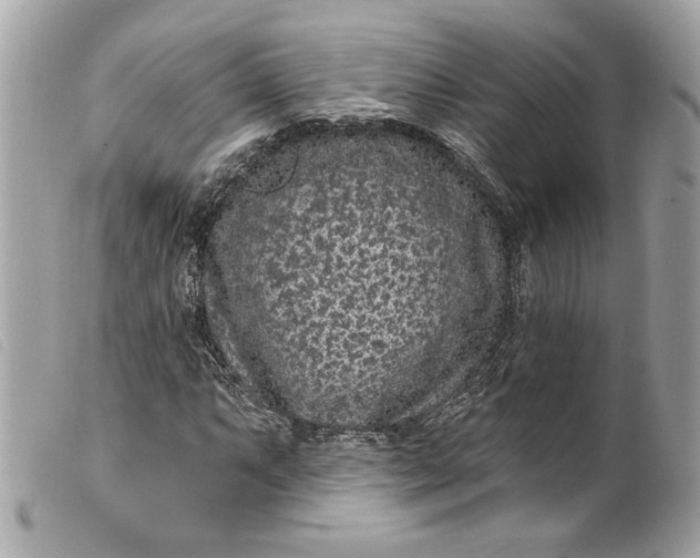 X0000099561063200805301537