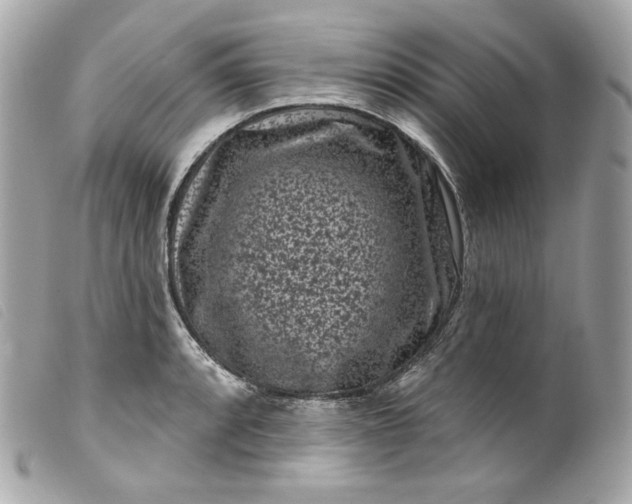 X0000099561088200805301536