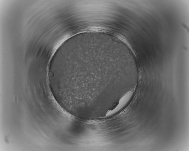 X0000099561091200805301536