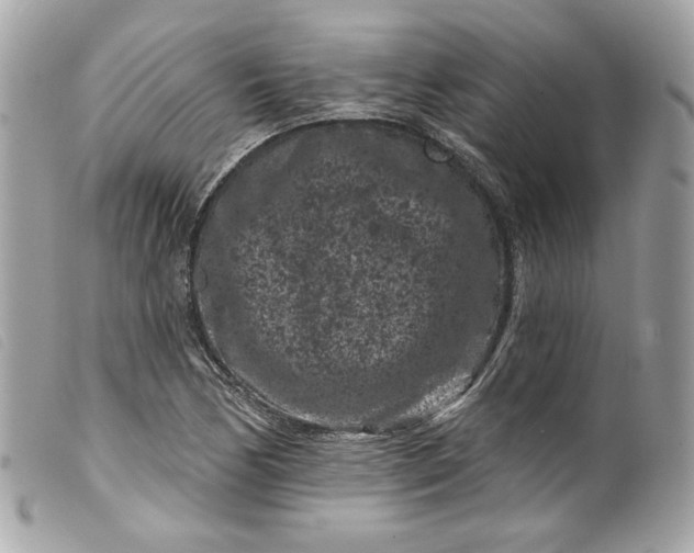 X0000099561170200805301535