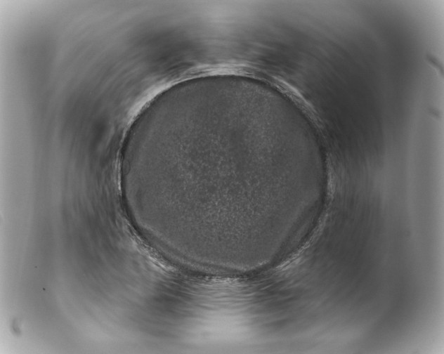 X0000099561174200805301535