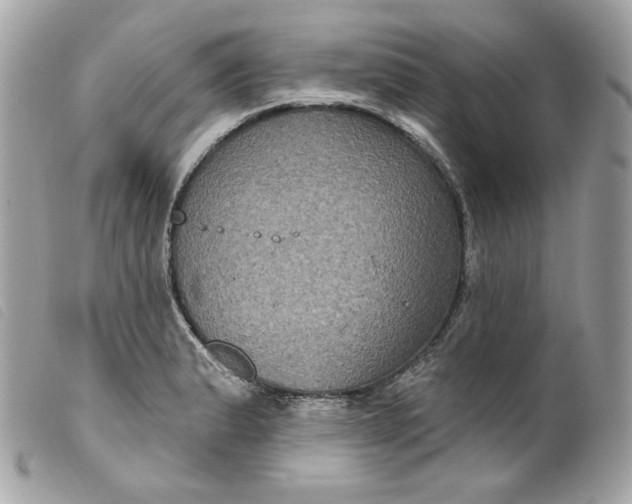 X0000099561183200805301535