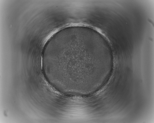 X0000099561221200805301535