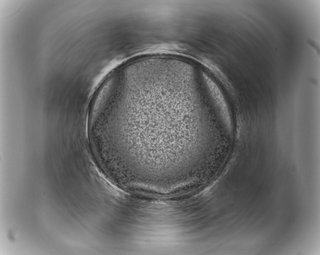 X0000099561224200805301535