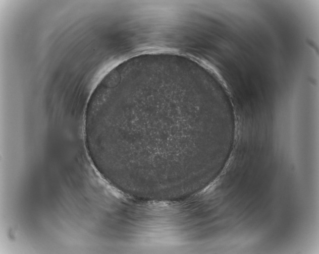 X0000099561231200805301535