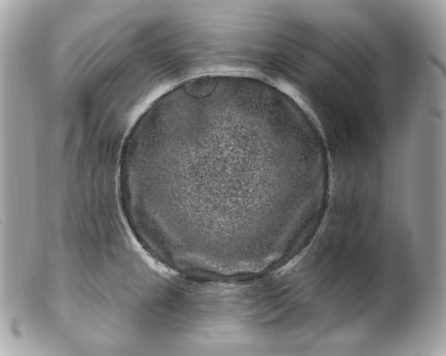 X0000099561237200805301535