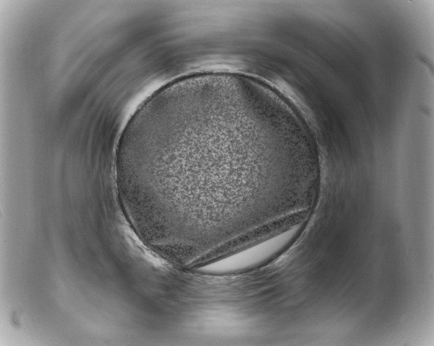 X0000099561240200805301535