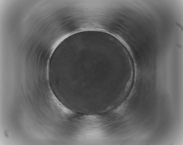 X0000099561246200805301535