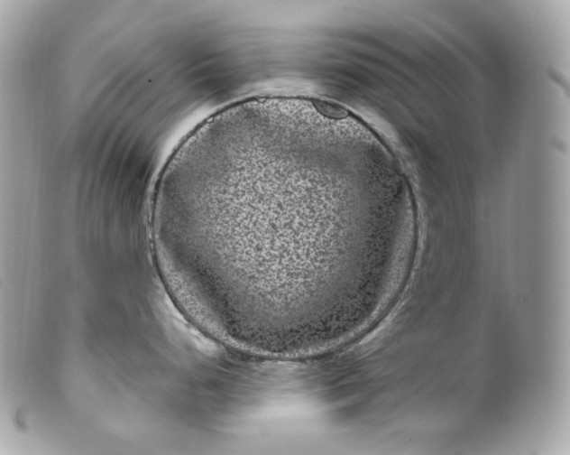 X0000099561248200805301535