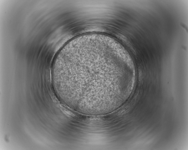 X0000099561274200805301534