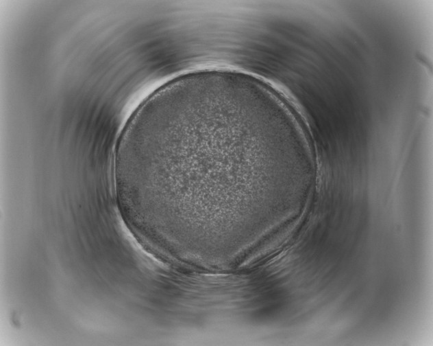 X0000099561295200805301533