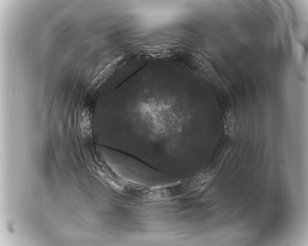 X0000099561298200805301533