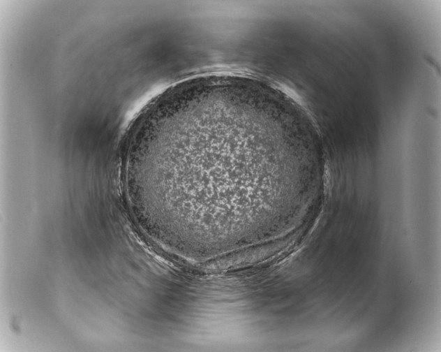 X0000099561310200805301533