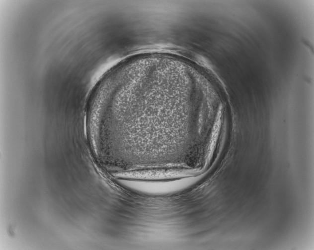 X0000099561320200805301533