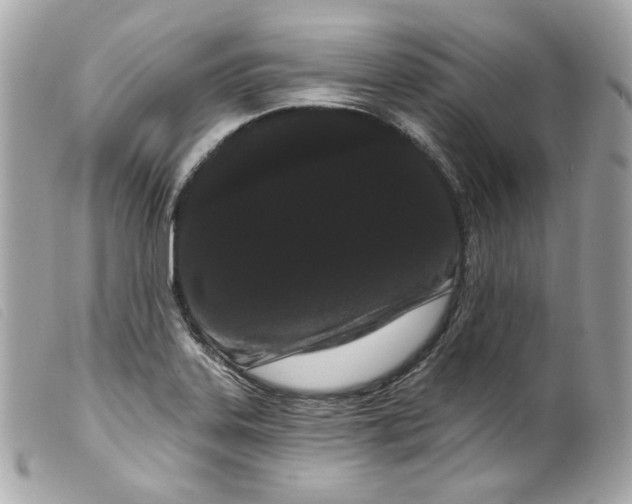 X0000099561323200805301533