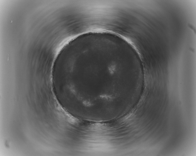 X0000099561327200805301533