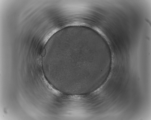 X0000099561329200805301533