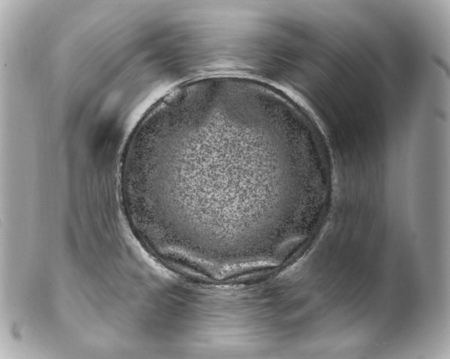 X0000099561333200805301533