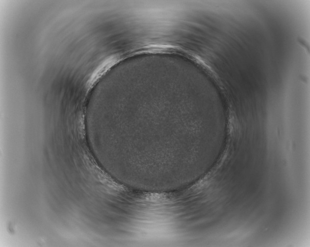 X0000099561362200805301533