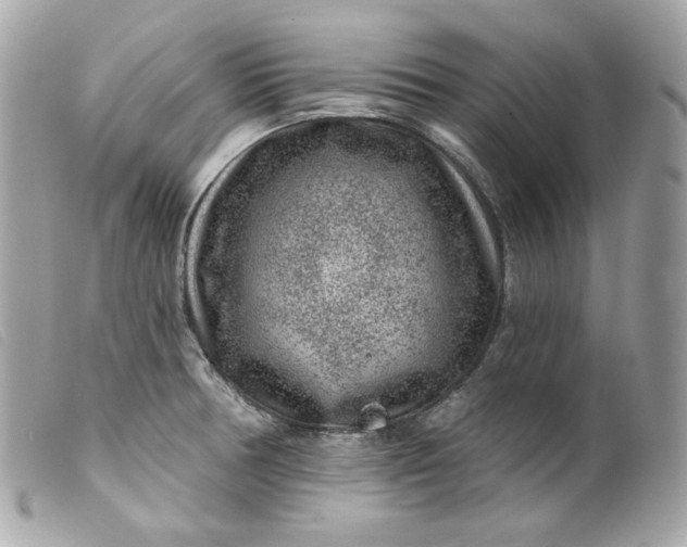 X0000099561378200805301532