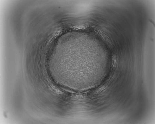 X0000099561393200805301532