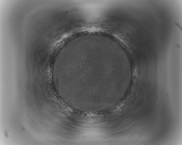 X0000099561398200805301532