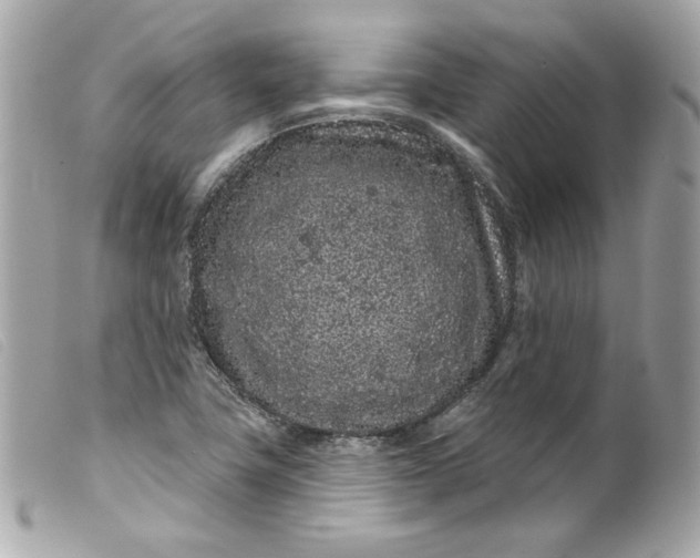 X0000099561411200805301532