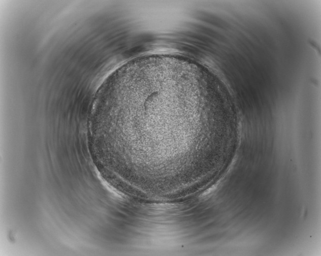 X0000099561425200805301532