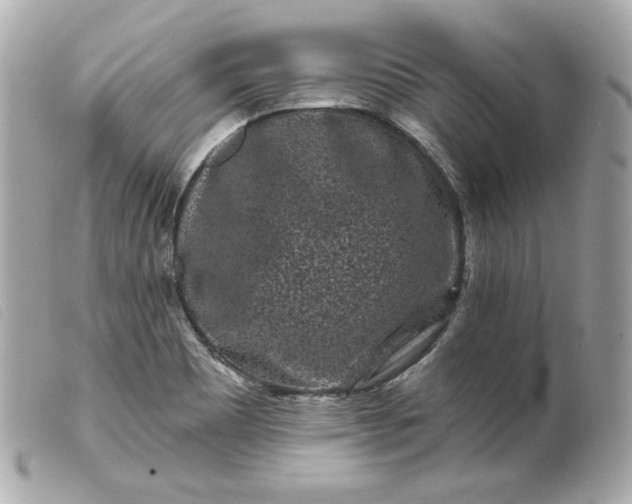 X0000099561465200805301531