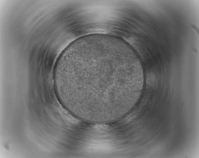 X0000099561466200805301531