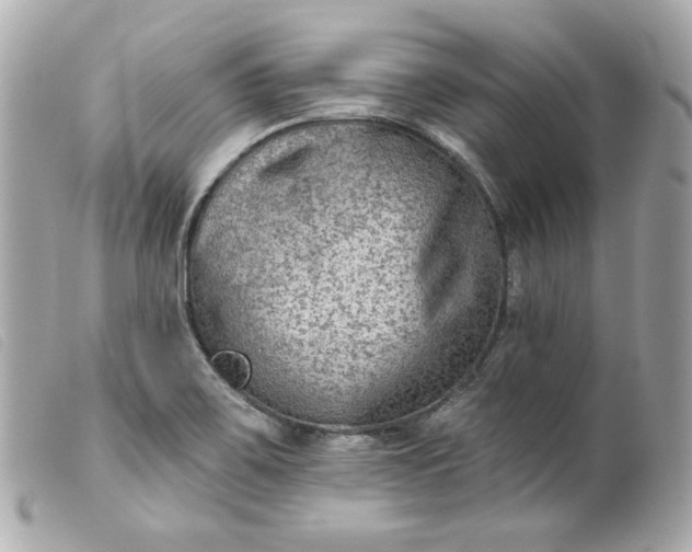 X0000099561467200805301531