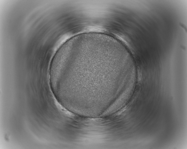 X0000099561471200805301531