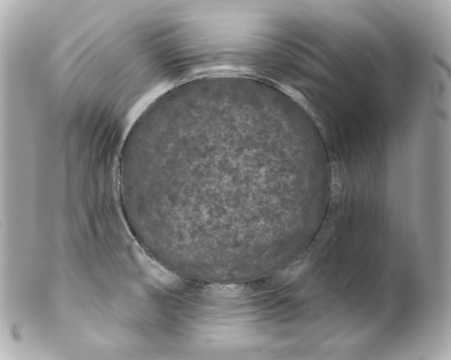 X0000099561474200805301531