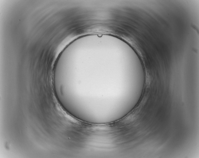 X0000099561486200805301531