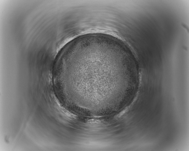 X0000099561505200805301530